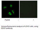 Product image for EDG7 Antibody