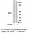 Product image for EDG7 Antibody