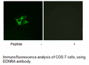 Product image for EDNRA Antibody