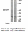 Product image for EDNRA Antibody