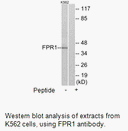 Product image for FPR1 Antibody