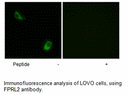 Product image for FPRL2 Antibody