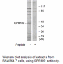 Product image for GPR109 Antibody