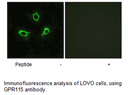 Product image for GPR115 Antibody