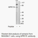 Product image for GPR115 Antibody