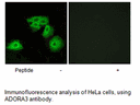 Product image for ADORA3 Antibody