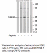 Product image for CRFR2 Antibody