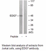 Product image for EDG7 Antibody