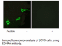 Product image for EDNRA Antibody