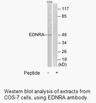 Product image for EDNRA Antibody