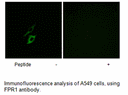 Product image for FPR1 Antibody