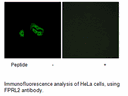 Product image for FPRL2 Antibody