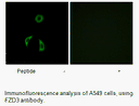 Product image for FZD3 Antibody