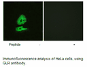 Product image for GLR Antibody