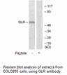 Product image for GLR Antibody