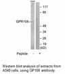 Product image for GPR108 Antibody