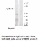 Product image for GPR115 Antibody