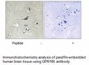 Product image for GPR180 Antibody