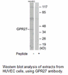 Product image for GPR27 Antibody