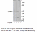 Product image for GPR34 Antibody