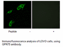 Product image for GPR75 Antibody