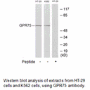 Product image for GPR75 Antibody