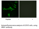 Product image for HRH1 Antibody