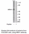 Product image for HRH1 Antibody