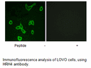 Product image for HRH4 Antibody