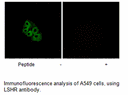 Product image for LSHR Antibody