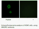 Product image for MRGRG Antibody