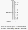 Product image for MRGRG Antibody