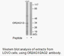 Product image for OR2AG1/2AG2 Antibody