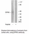 Product image for OPN5 Antibody