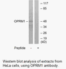 Product image for OPRM1 Antibody