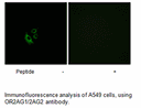 Product image for OR2AG1/2AG2 Antibody