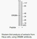 Product image for OR2B8 Antibody