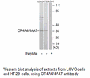 Product image for OR4A4/4A47 Antibody