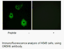 Product image for OR5H6 Antibody