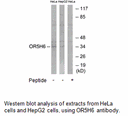 Product image for OR5H6 Antibody