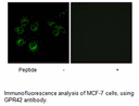 Product image for GPR42 Antibody