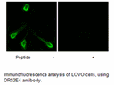 Product image for OR52E4 Antibody