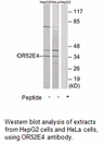 Product image for OR52E4 Antibody