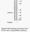 Product image for OR8G2 Antibody