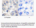 Product image for BAD (Cleaved-Asp71) Antibody