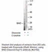 Product image for BAD (Cleaved-Asp71) Antibody