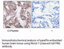 Product image for Notch 1 (Cleaved-Val1744) Antibody