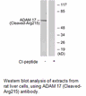 Product image for ADAM 17 (Cleaved-Arg215) Antibody