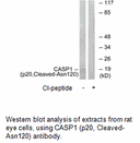 Product image for CASP1 (p20,Cleaved-Asn120) Antibody