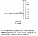 Product image for CATL1 (heavy chain,Cleaved-Thr288) Antibody